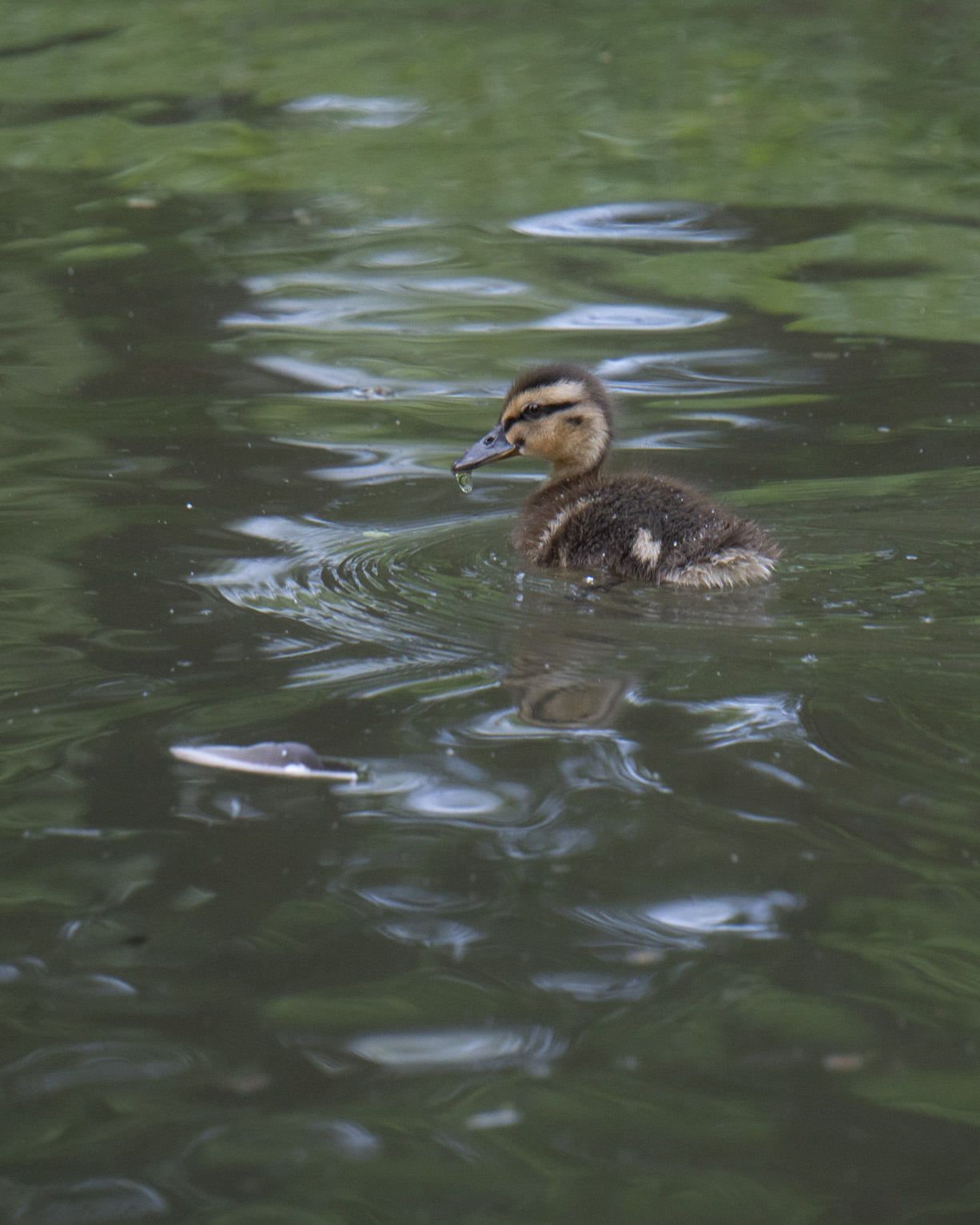 A duckling looks back while swimming in water reflecting green and appears to smile